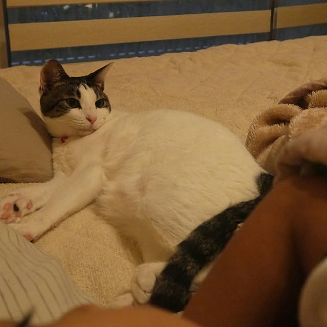 yossyさんの実例写真