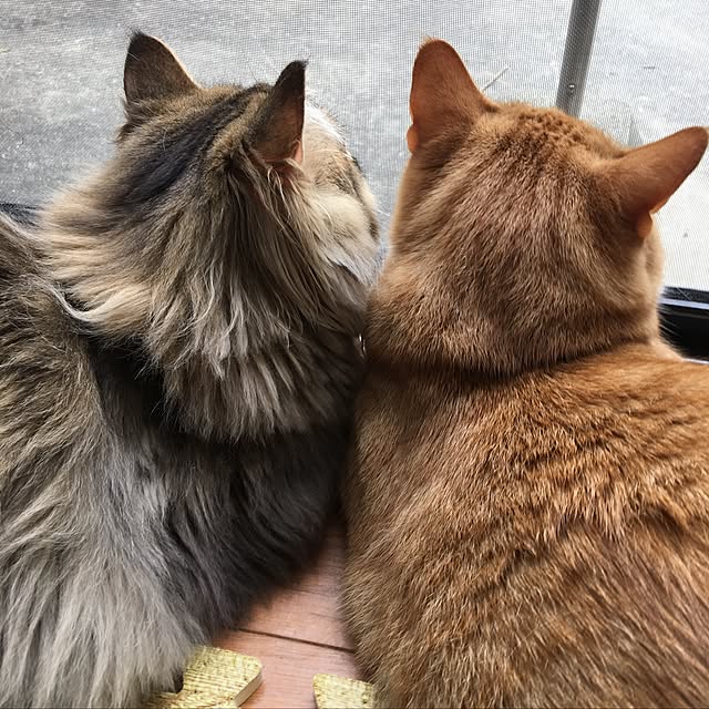 CATさんの実例写真