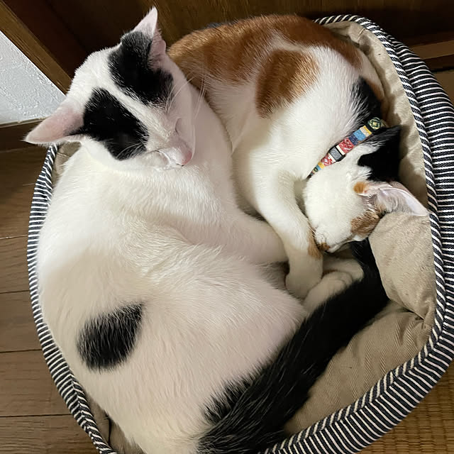 chieさんの実例写真