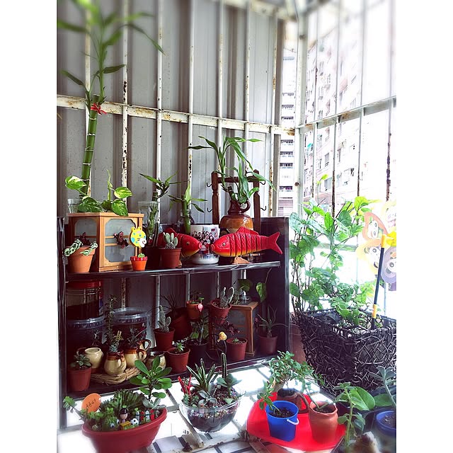 部屋全体/多肉植物/観葉植物のインテリア実例 - 2016-09-09 19:55:12