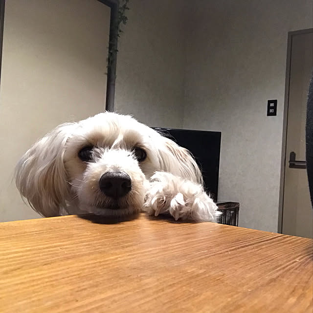anさんの実例写真