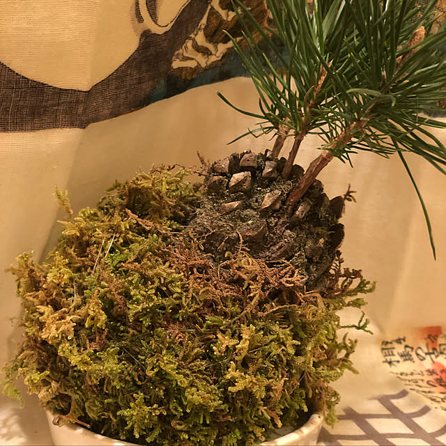 mizukawaumiさんの実例写真