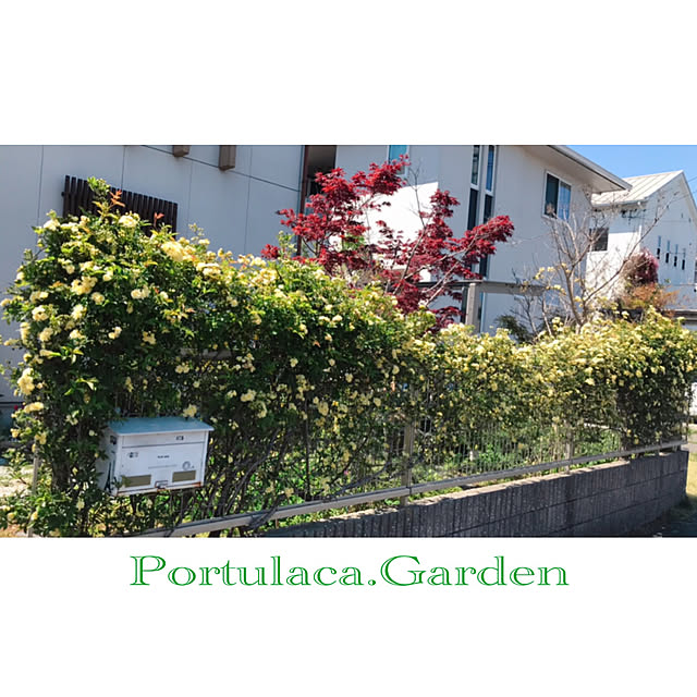 portulacaさんの実例写真