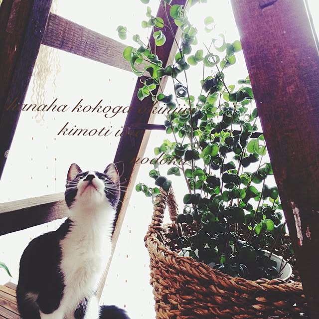 nodokaさんの実例写真