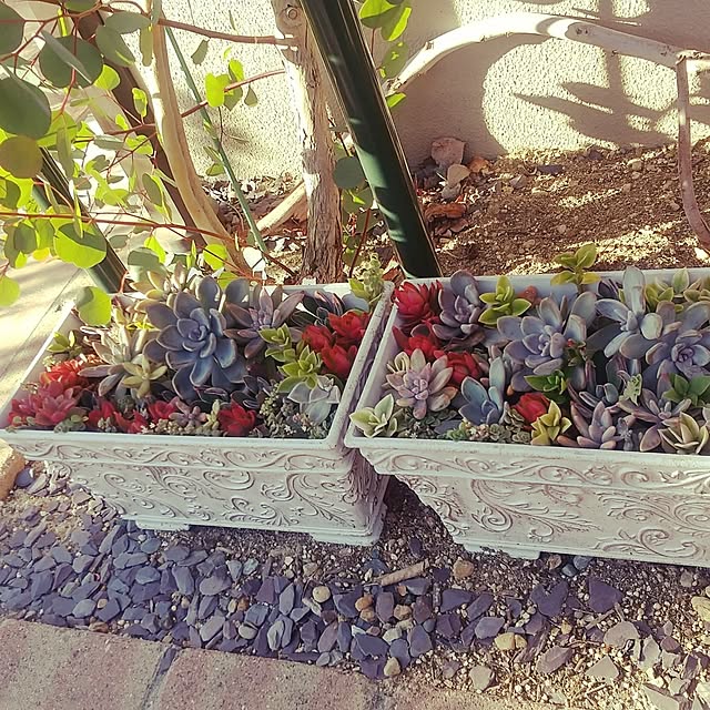 玄関/入り口/多肉植物/デカ盛り多肉のインテリア実例 - 2024-12-09 21:38:55