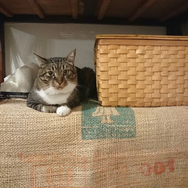 Lukiさんの実例写真