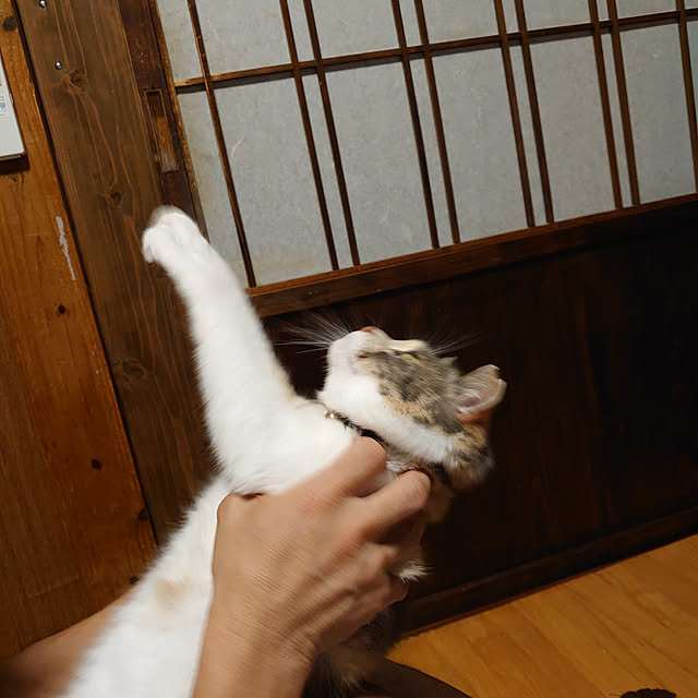 fukuさんの実例写真