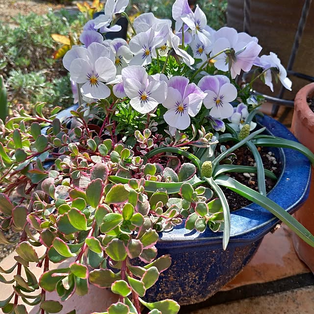 棚/庭/寄せ植え/門柱前の花壇/グランドカバー...などのインテリア実例 - 2024-03-16 13:31:12