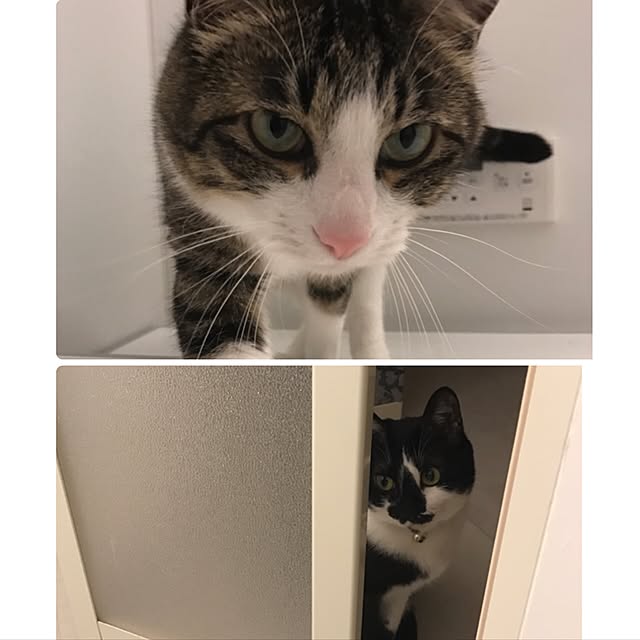miruさんの実例写真