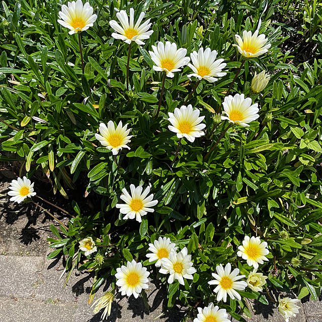 kakoさんの実例写真