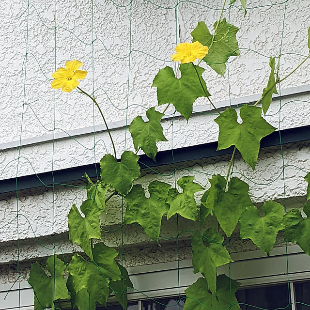 renrinmamaさんの実例写真