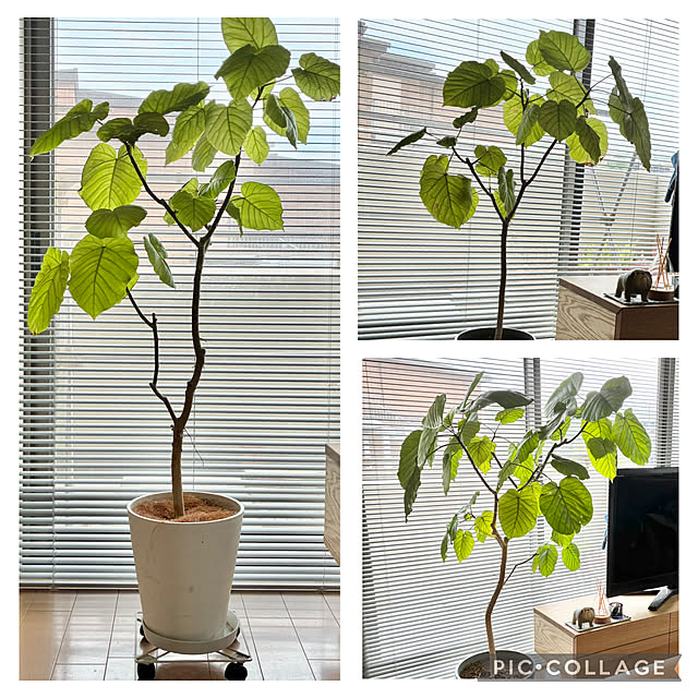 krkrさんの部屋