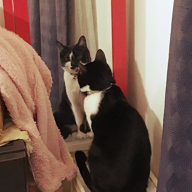 miruさんの実例写真