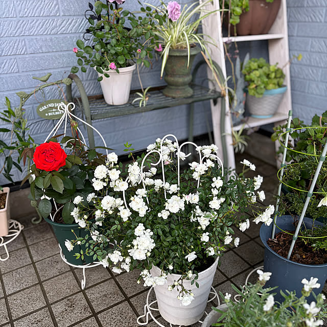 CoCo0617さんの部屋