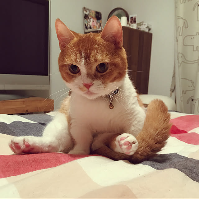 KotarouKunさんの実例写真