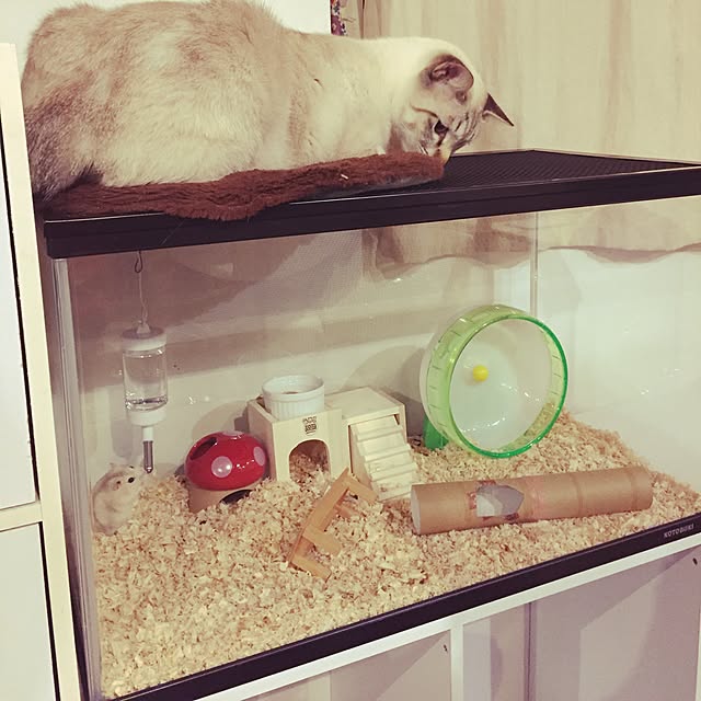 実例写真