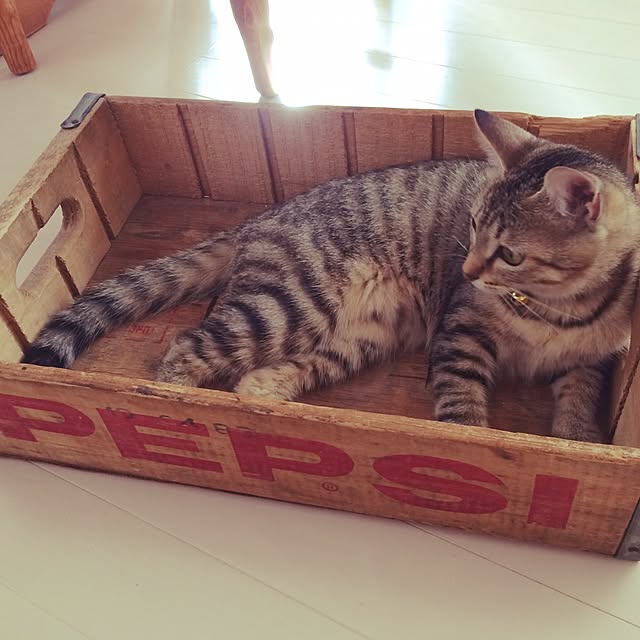 Yucomeさんの実例写真