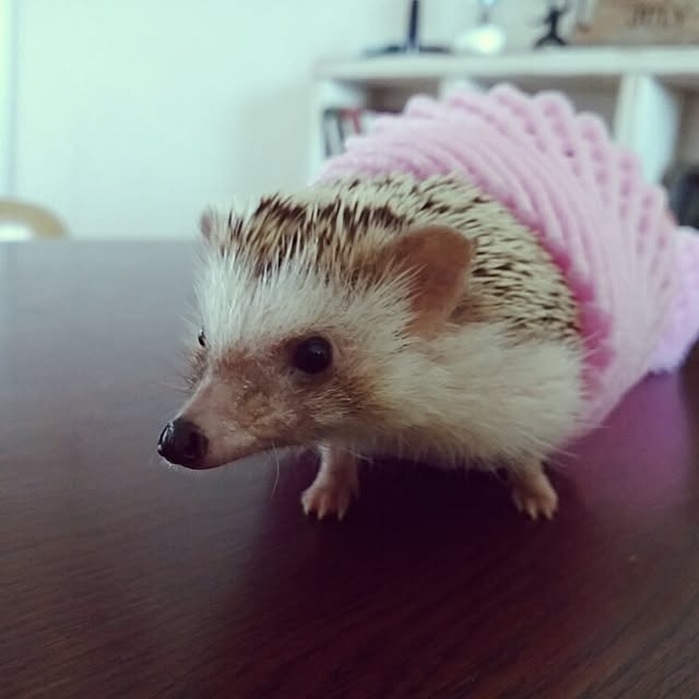 kuruさんの実例写真