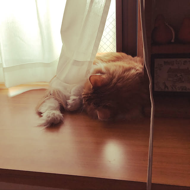 uchidaizuさんの実例写真