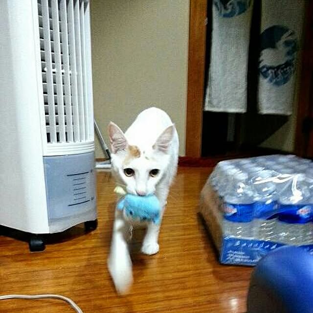 Yukikoさんの実例写真
