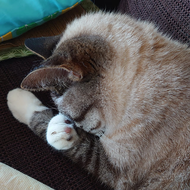 実例写真