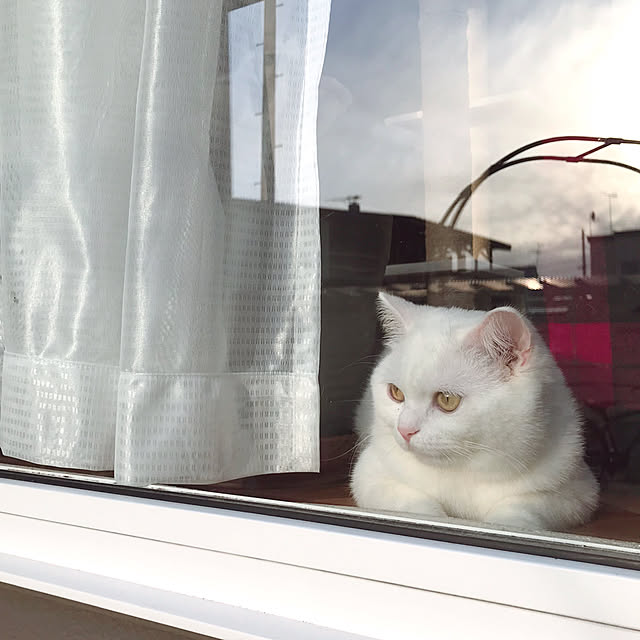 kotoriさんの実例写真