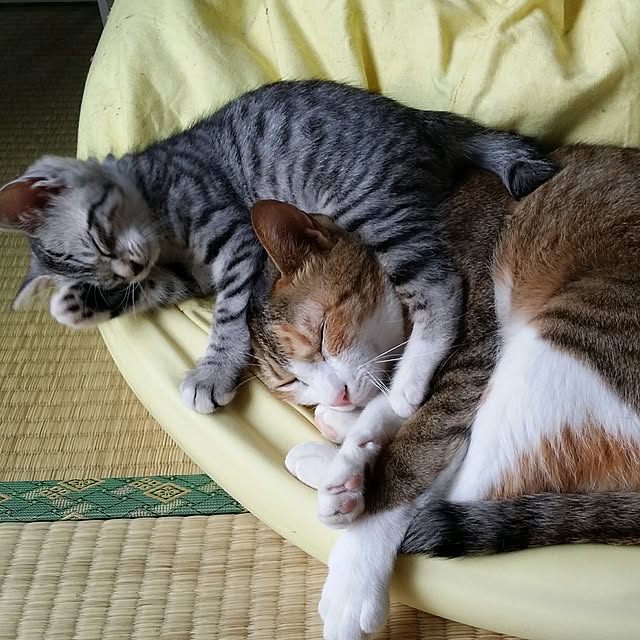 annさんの実例写真