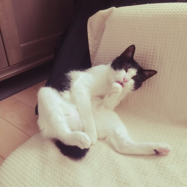 kiznagiさんの実例写真