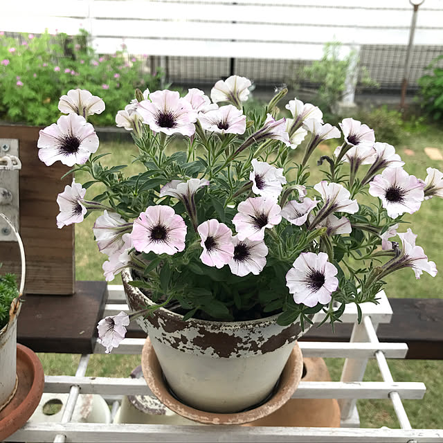 Chihiroさんの実例写真