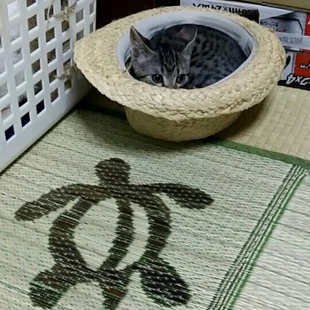 tantomeenさんの実例写真