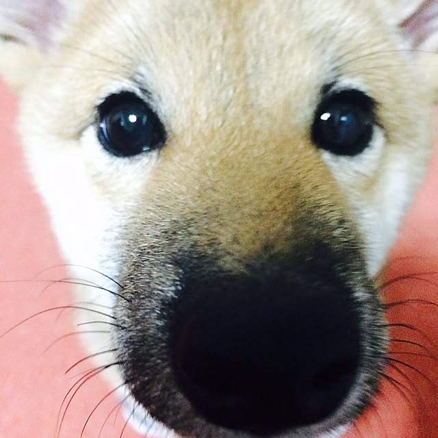 toi114さんの実例写真
