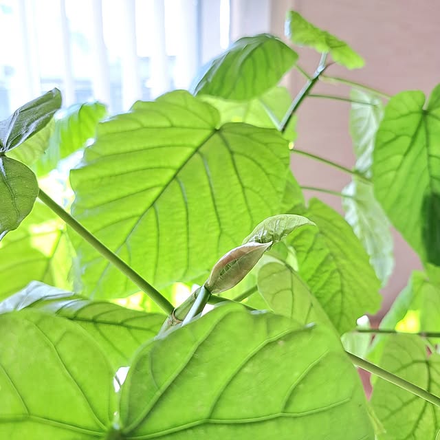 Jijiさんの部屋