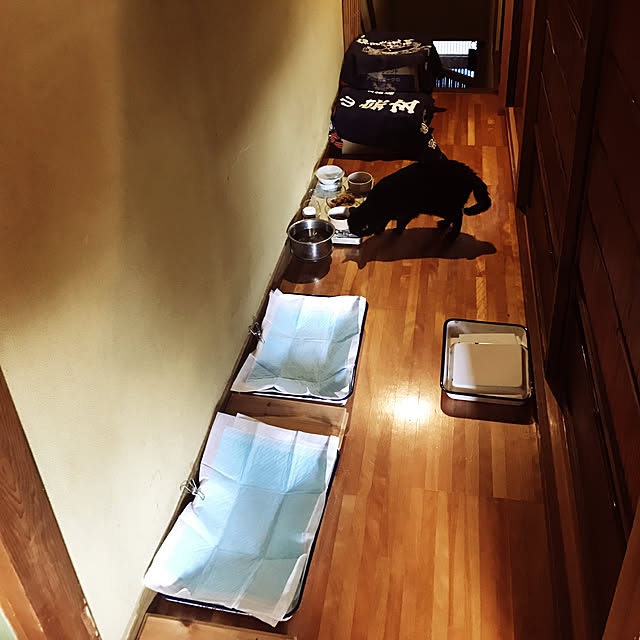 neko-2.2.2runmuさんの実例写真