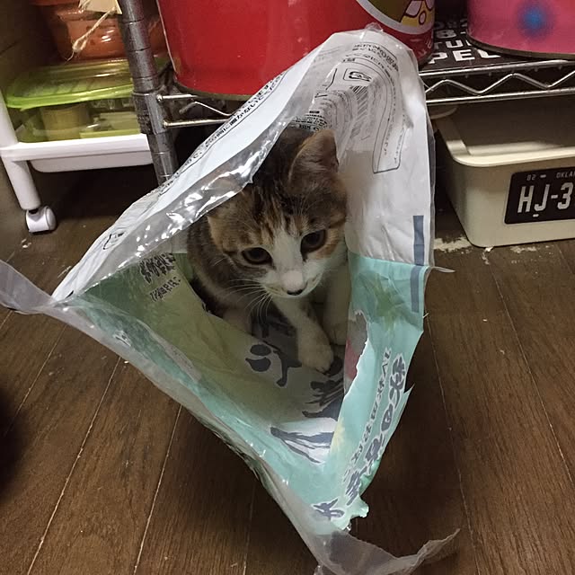 vivienne.coco-keiさんの実例写真