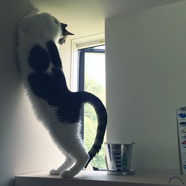 i.h.s.gさんの実例写真