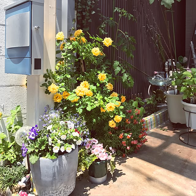 Yoshieさんの実例写真