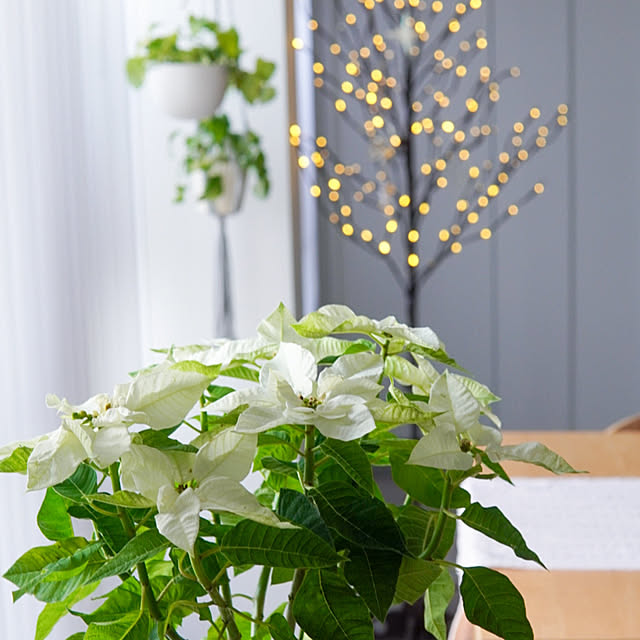 Saraさんの実例写真