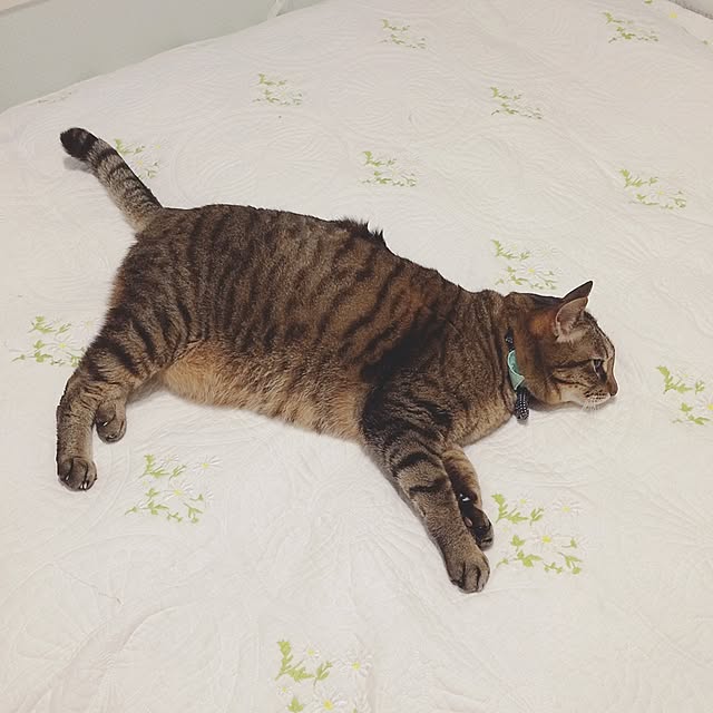 lovecatさんの実例写真