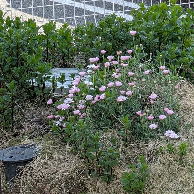 minnieさんの部屋