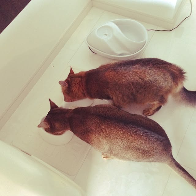 aco_64さんの実例写真
