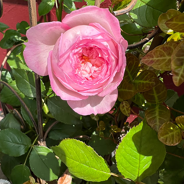 AYUKOさんの実例写真