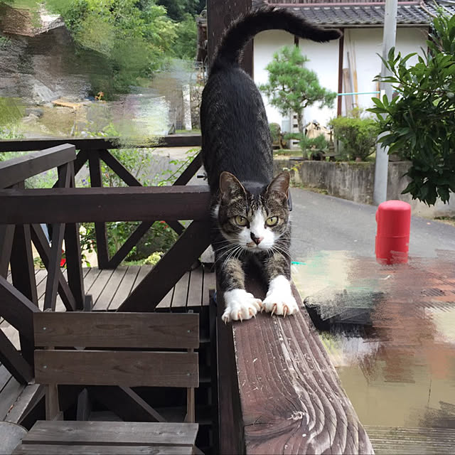 実例写真
