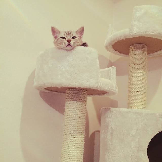 tyapitam.さんの実例写真