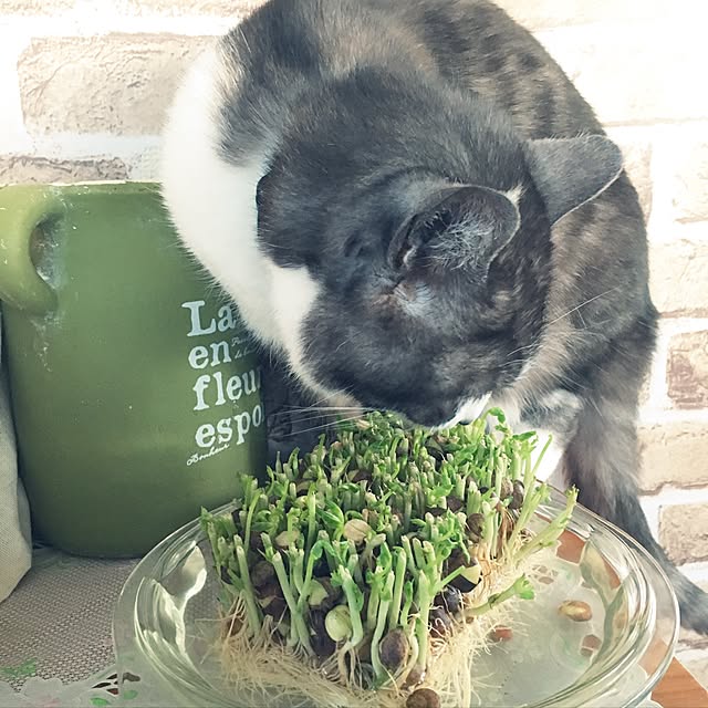 Pipiさんの実例写真