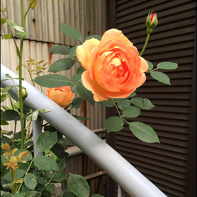 greenroseさんの実例写真