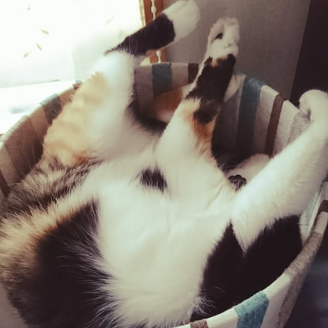 honey_beemtさんの実例写真