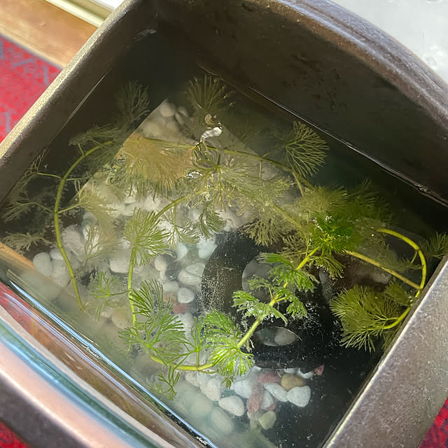 shin0719さんの実例写真
