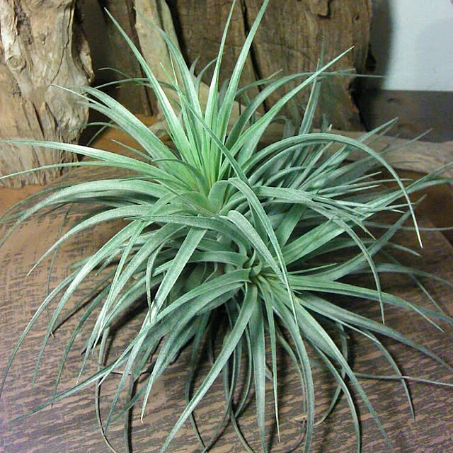 Plantexhibitionhallさんの実例写真