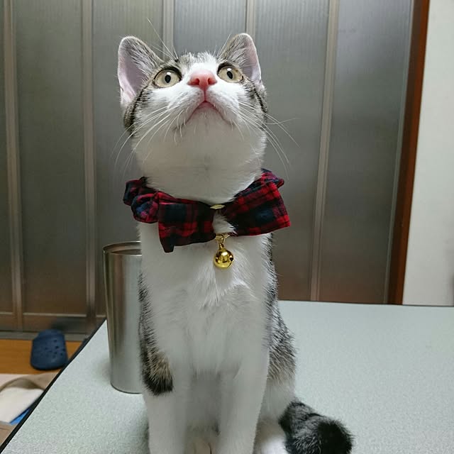 kiraさんの実例写真