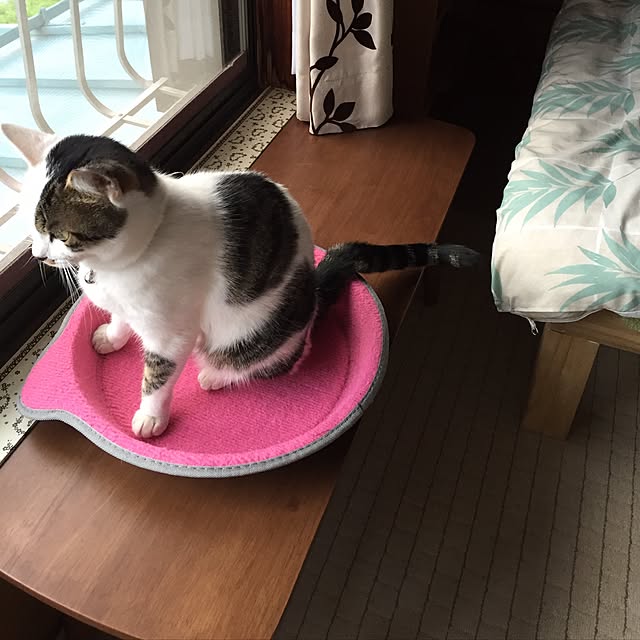 yocchiさんの実例写真